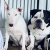 lunaandbearthebullies