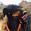 minniethedachshund