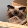 roxim834