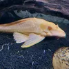 robertwaclawek