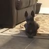 poohbear_100