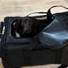 poppy_thedachshund