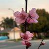 cherryblossom63265