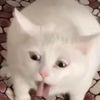sendnuggets0