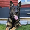 gsd141