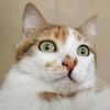 mellamokat
