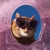 hellokittys.nailshavings