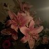anashaee_