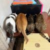 luo_luo_622