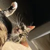 noawolting