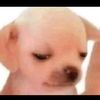 gracie.graham
