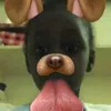 cory2275374