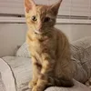 catmurphy