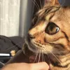 erisbengal