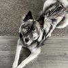 Chaos The Wooly Husky