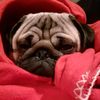 woody_the_pug