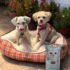 emmaymilodogs