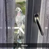 mr.oeliegoeliegambol