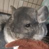 parkour_the_chinchilla