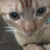 prinkitty