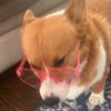 olliethecorgo