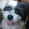 rosemarieugsang