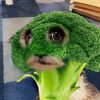 mayaoldaccount1