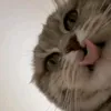 ziilo