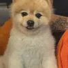 _brvna__