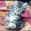 zul4ikh4h