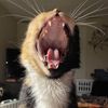 noisycatsteph