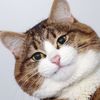 calico245