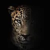 zain.xoshnaw