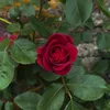lavieerose1