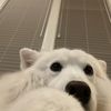 racheepup