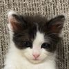 oreo_5262