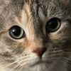 pennymaplejer