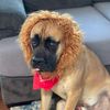 bowietheenglishmastiff