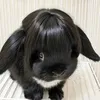 babi_buni