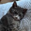 brigitte09240