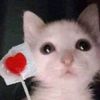 carlos_meow