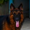 romariokennel