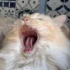 folkdevil0