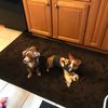 chiweeniemom1