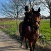 un.poney.bai