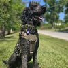 blackwolf_of_1ce