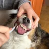 kislazupca