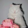 may_ama_afaye