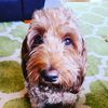 cincylabradoodles
