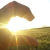 lanamarieahring
